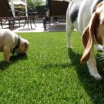 Synthetic Pet Turf Company Del Mar, Artificial Pet Grass Backyard Installation