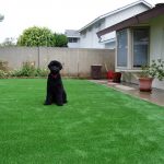 Synthetic Lawn Pet Turf Del Mar, Top Rated Artificial Grass Installation for Dogs