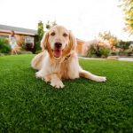 Synthetic Grass For Dogs Del Mar, Artificial Lawn Dog Run Installation