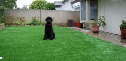Solve Backyard Problems By Artificial Turf For Dogs Delmar