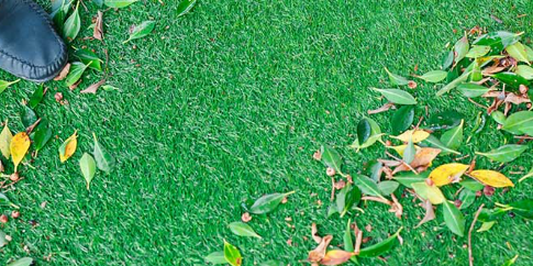 5 Tips To Maintain Your Artificial Grass For Heavy Traffic Del Mar