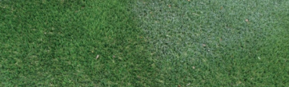 ▷4 Reasons Your Artificial Grass Is Turning White In Del Mar