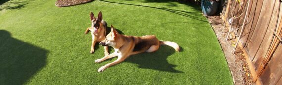 ▷5 Tips To Install Artificial Grass For Dog Run In Del Mar